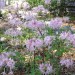 Piedmont Azalea